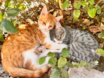 Ankara Yenimahalle Belediyesi Kedi Evi Talebi (Ücretsiz) Fotoğraflı Müşteri Yorumları