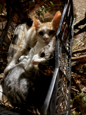 Ankara Yenimahalle Belediyesi Kedi Evi Talebi (Ücretsiz) Fotoğraflı Müşteri Yorumları