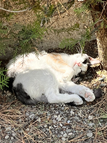 Ankara Yenimahalle Belediyesi Kedi Evi Talebi (Ücretsiz) Fotoğraflı Müşteri Yorumları