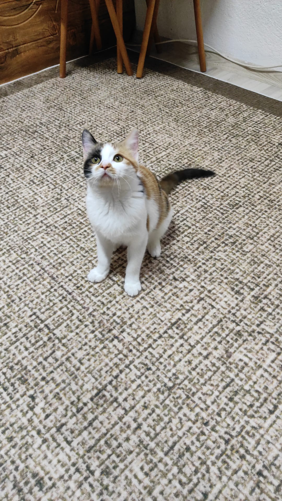 Oyun delisi tekir kedi