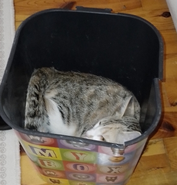 Kızımda. aleji cıktı      kedide degil     oyuzden sahiplenmem gerek dışarıya atamam yapamaz