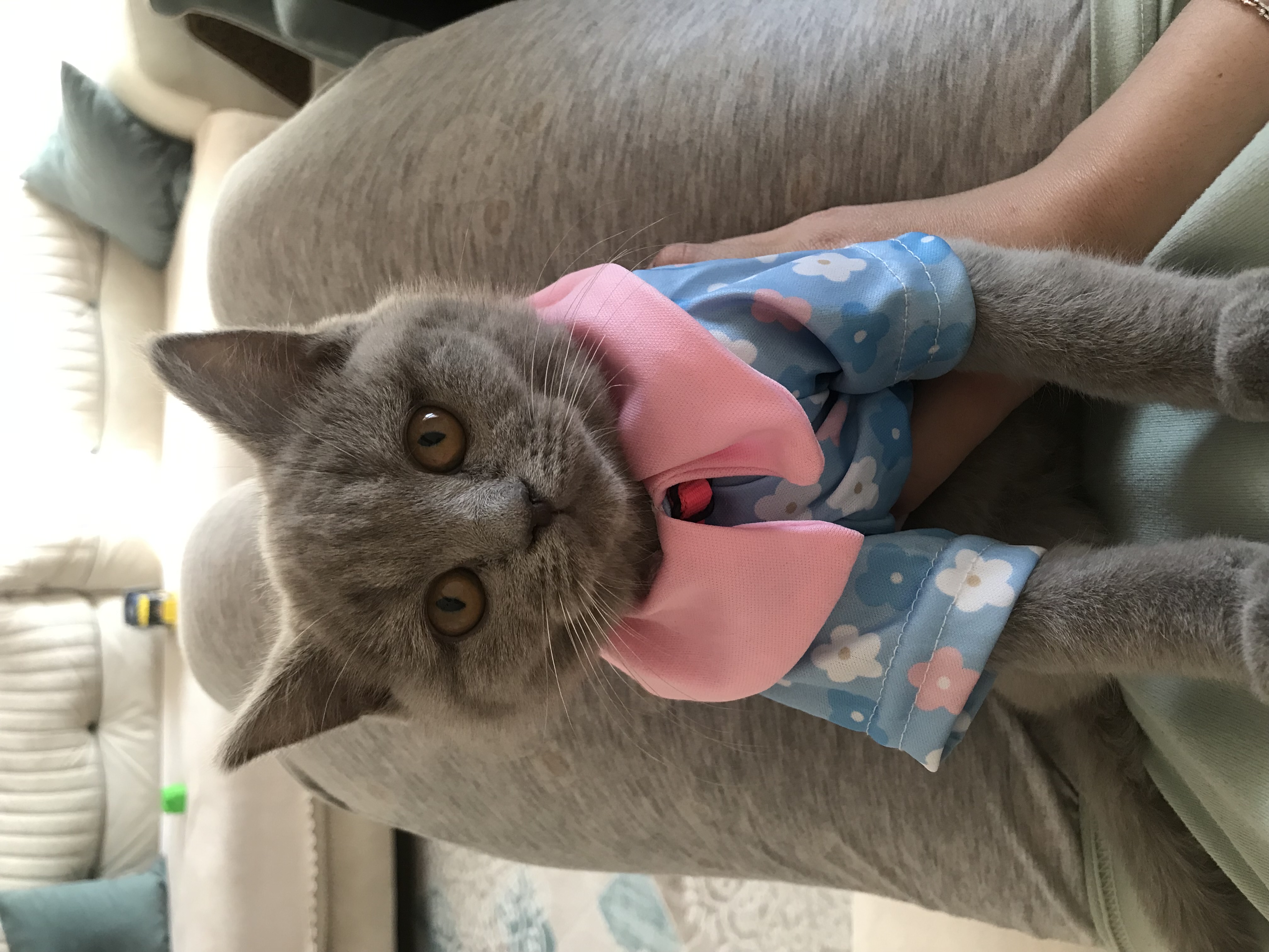 British shorthair safkan
